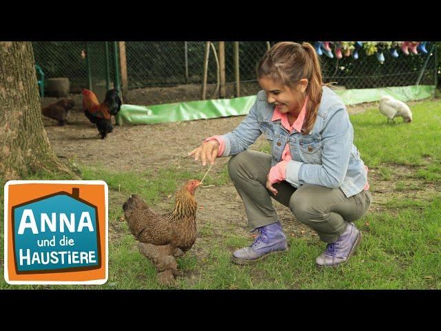 Huhn | Information  für Kinder | Anna und die Haustiere