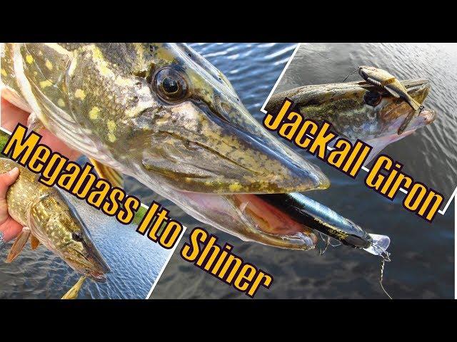 Megabass Ito Shiner и Jackall Giron делают рыбалку. Сплав по осенней реке.