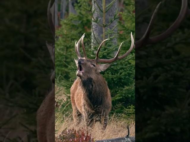 Amazing Sound of RED DEER During the Rut | red deer rutting calls