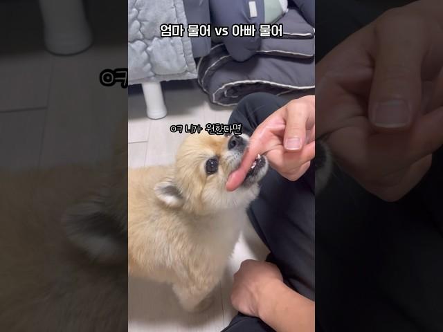 엄마 물어vs아빠 물어