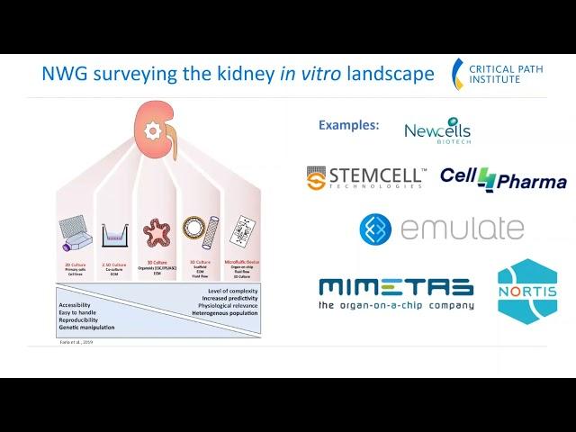 PSTC Nephrotoxicity Working Group in the In Vitro Space