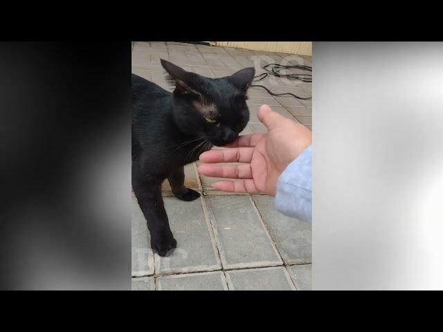 Cute and friendly black cat asking to get petted