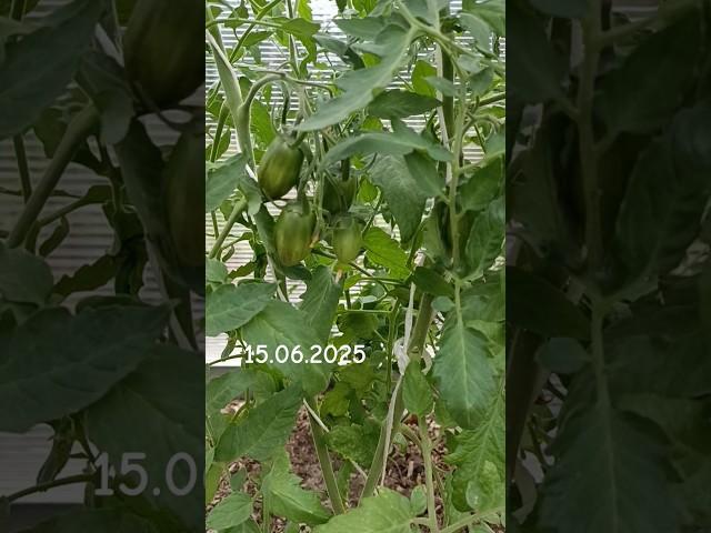 Режу листья  #теплица #томаты #помидоры #листья #урожай #garden