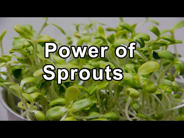 Unlocking the Power of Sprouts for Optimal Health - Doug Evans