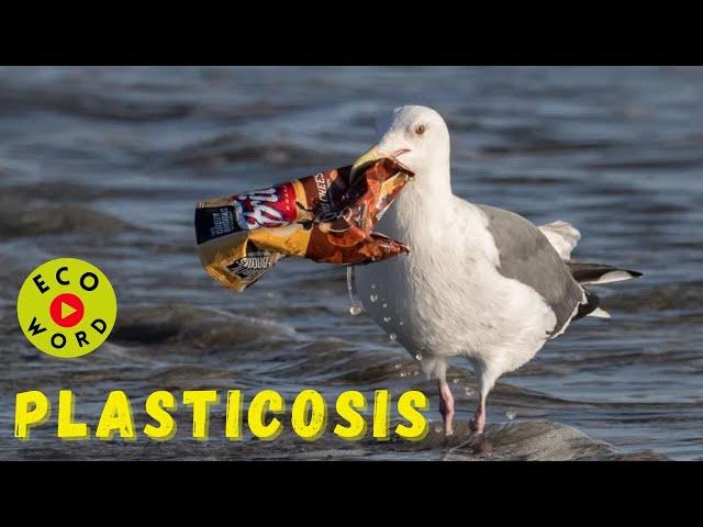 EcoWord  PLASTICOSIS  | EcoDictionary | Babul ngo | Single Use Plastics | New Disease