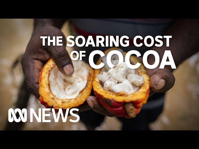 Papua New Guinea’s cocoa opportunity | ABC News