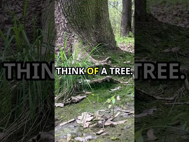 Root vs Route