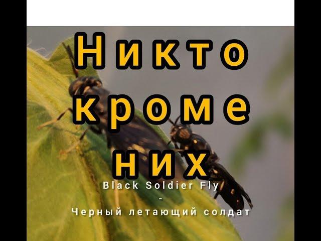 переработка СВЕЖЕГО куриного ПОМЕТА за 15 ДНЕЙ  processing of FRESH chicken MANURE in 15 DAYS