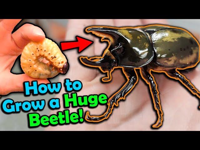 How to Care for Hercules Beetles!
