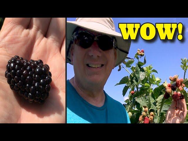 I FOUND THE SECRET TO BLACKBERRY PRODUCTION - PRIME ARK FREEDOM BLACKBERRIES