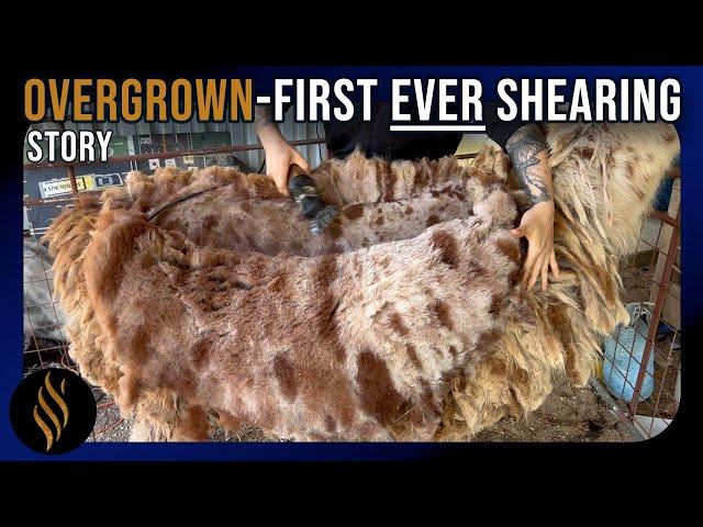 Overgrown 4 Yr Old Feral Llama’s First Ever Shearing