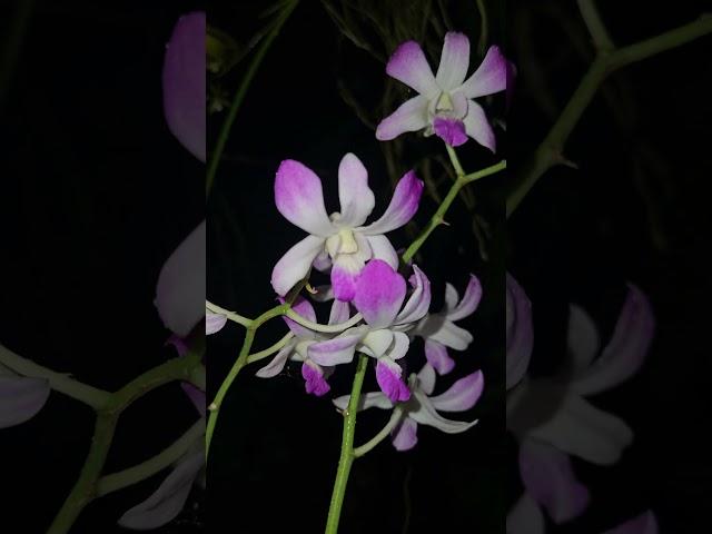 Dendrobium 'Jaquelyn Thomas ' #plants #orchidgarden #nature #orchidworld #orchids #beautiful #orchid