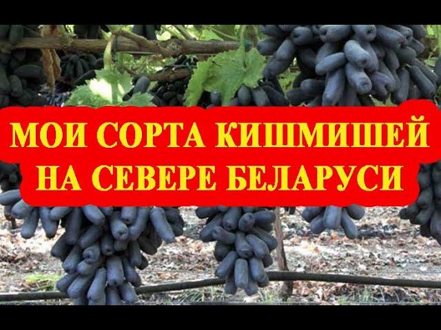 Мои сорта кишмишей на севере Беларуси // My grape varieties without seeds in the north of Belarus