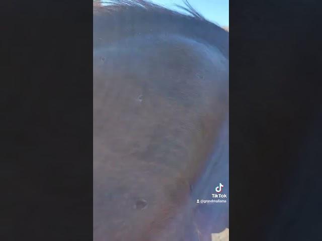New horse friends! #indigoskookum #GrandmaLlama #shorts