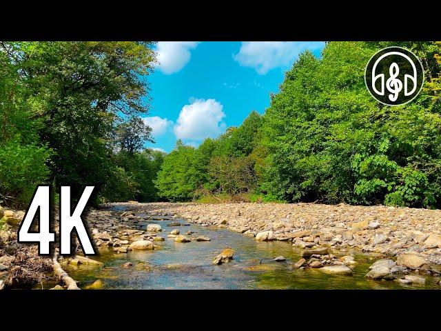 A very beautiful video of a mountain river with a Nightingale singing. Clear sound and high quality!