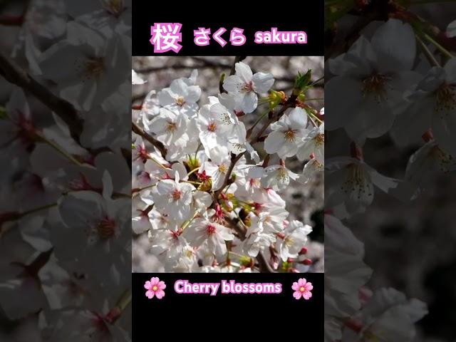 Kanji Kentei level 6 Kanji 桜 "Sakura" which are cherry blossom trees! ｜漢字検定六級