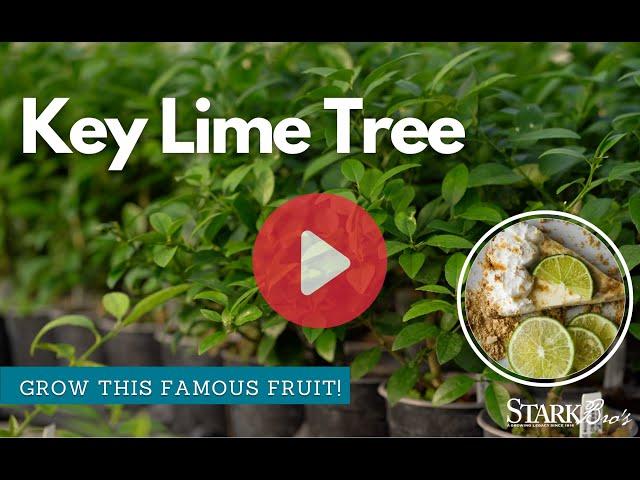 Key Lime Tree - Grow Key Limes at Home