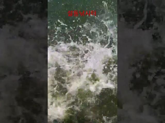 노지 역돔 방류 및 동계 하우스 역돔장 예 중간 종묘 입식 완료 기운쎈 천하장사로 육성해 보겠습니다 "설동낚시터"