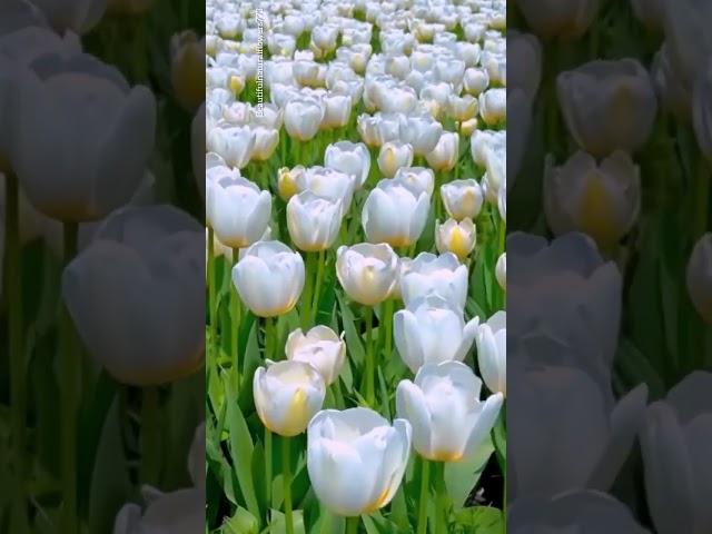 Beautiful tulip flower garden tour #flowers