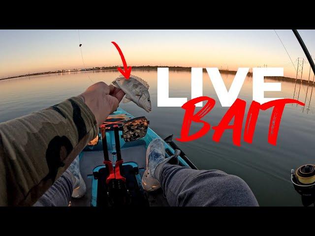 FISHING with LIVE BAIT for BIG REDFISH and SPECKLED TROUT (CORPUS CHRISTI, TX)