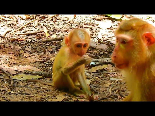 P-o-o-r Skinny Baby Monkey Luno Cuz Mom Luna Lack Of​ Proper Care & Breastfeed