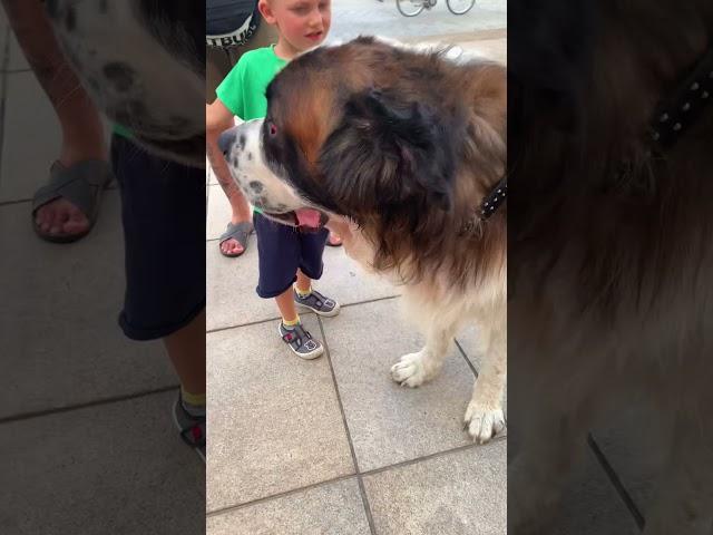 First time meeting a St Bernard!