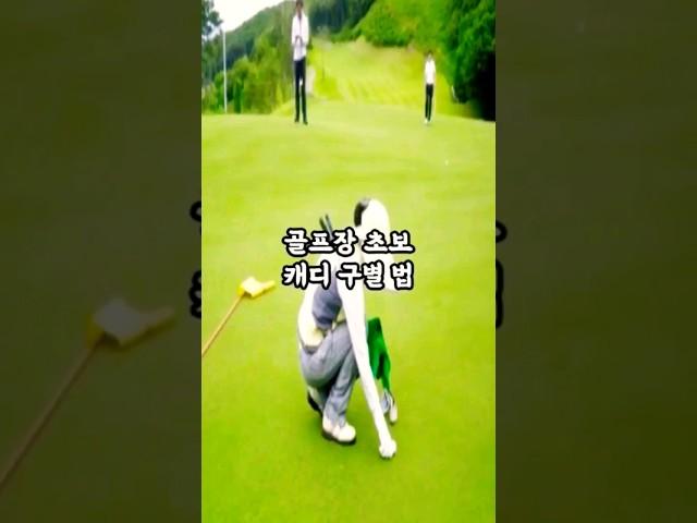 골프장 초보캐디와 경력캐디 구별법 #golf #골프 #캐디#shorts