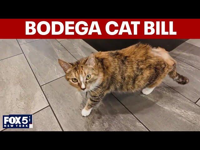 NYC says yes to bodega cats