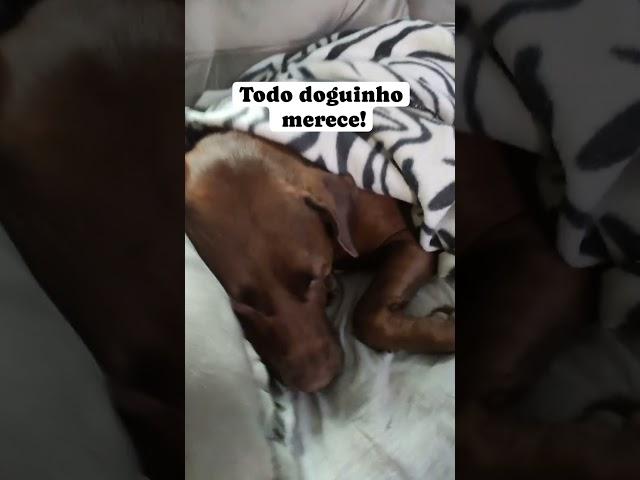 EITA VIDA DE CÃO!  #pets #dog #labrador #cao #dogbreed #cachorro #labradorretriever