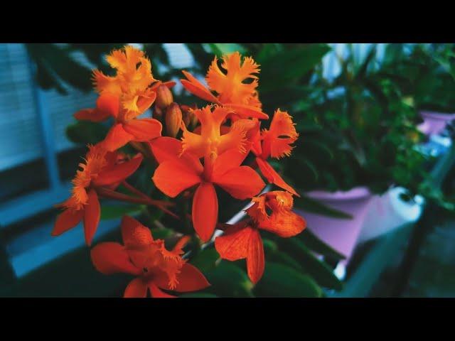 Tropical Paradise  A Visual Journey through Exotic Flowers with Relaxing Music