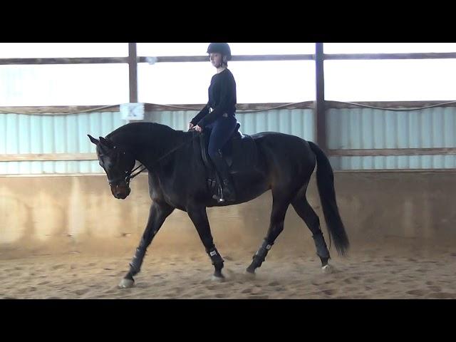 Serendipity hunter rider sitting trot