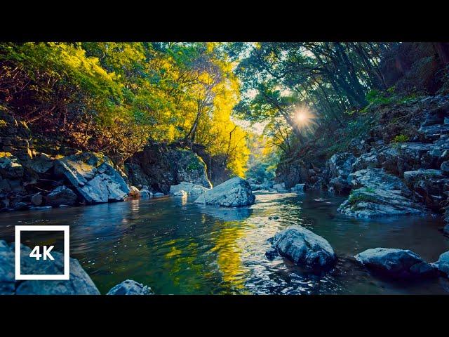 4K Gentle Mountain River at Golden Hour | Relaxing Birdsong | Nature Ambience for Sleep & Meditation