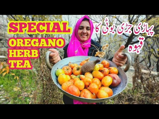 Special Qahwa | Oregano Tea | Oregano Herb Tea | Daily Lifestyle | My Village Life | Vlogs New Video