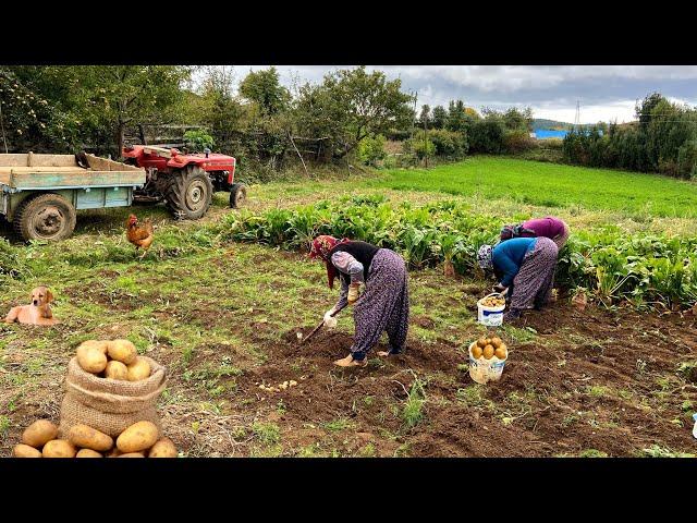 Potato Harvest and Rural Affairs - Village Documentary