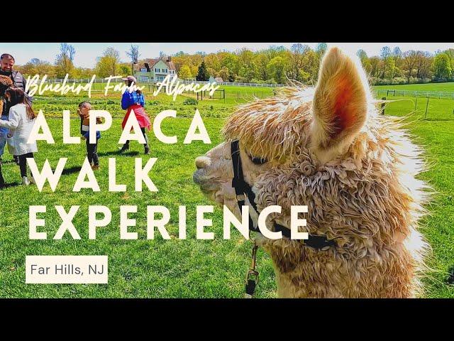 Alpaca Walk Experience - Bluebird Farm Alpacas