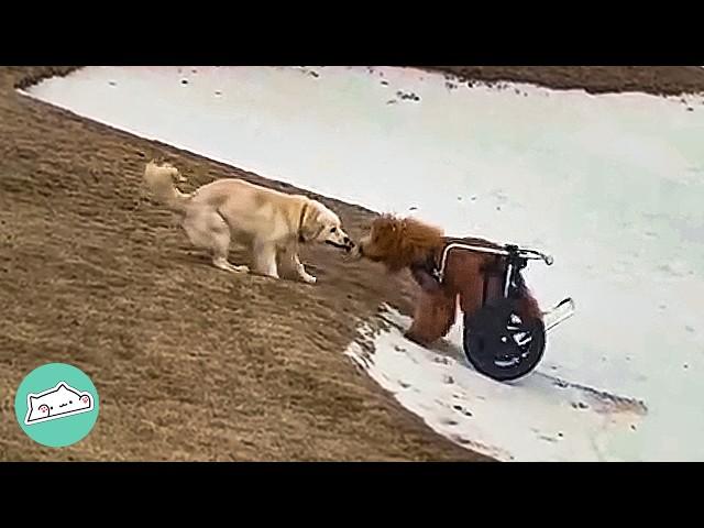 Lonely Golden Doodle Has No Friends Until This Guy Arrives | Cuddle Buddies