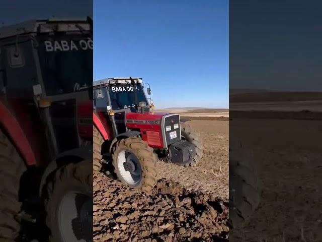 The Massey Ferguson 3105D is a strong and reliable tractor used in farming#tractor #agricultural