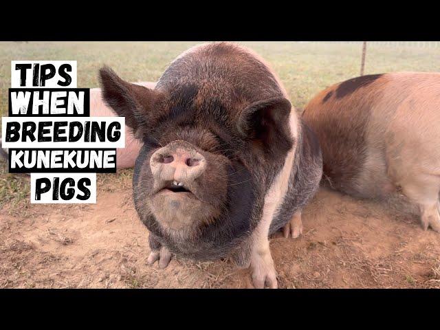 Things to know before you Breed Kunekune Pigs!