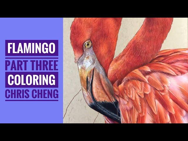 FLAMINGO - Part 3: Feathers Drawing // Chris Cheng