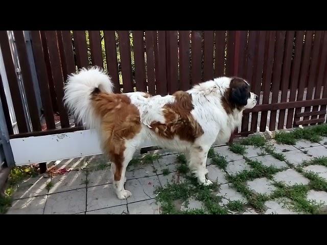 An angry dog guards the yard. Dog barking. Moscow Guard Dog.