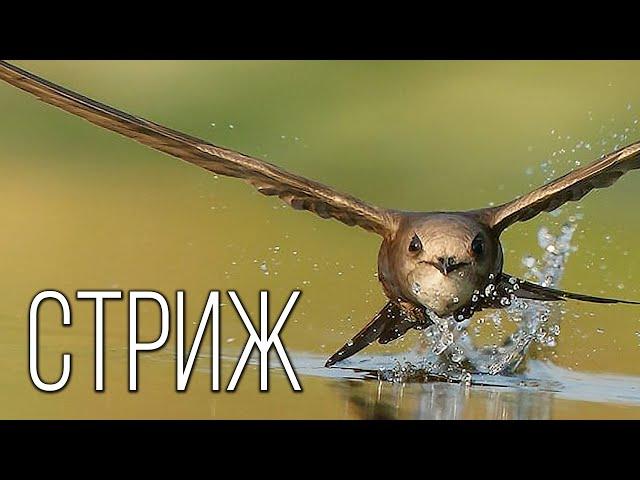 Swifts: Feathered children of the air | Interesting facts about swifts