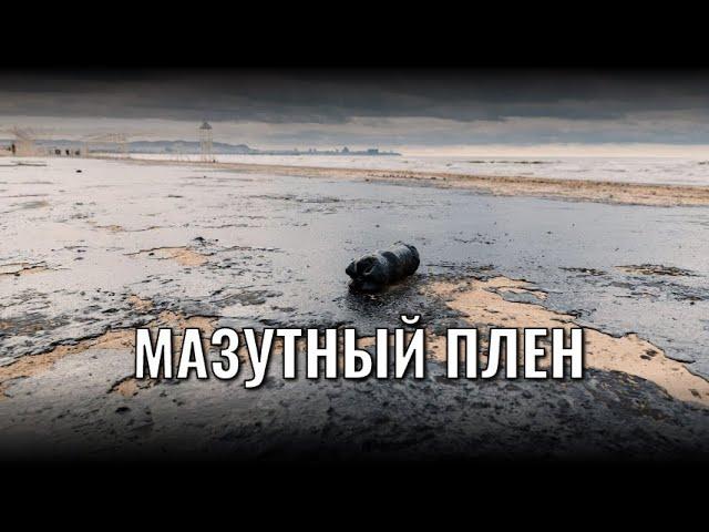 Мазутный ужас! Власти снова бездействуют, а на черном море — настоящее 'кладбище' животных!