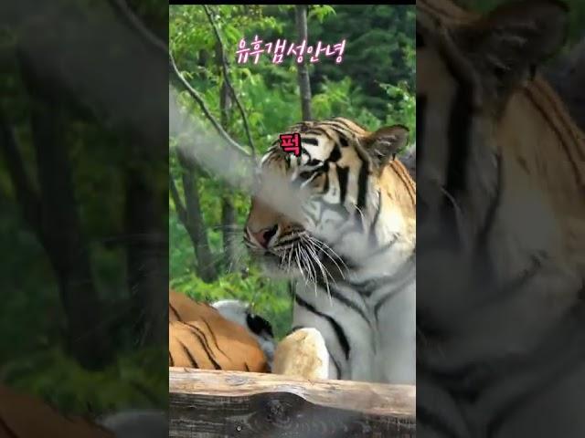 범궁 : 태범이가 귀찮은 무궁!!! (백두대간수목원 호랑이숲 호랑이) korea tiger #shorts