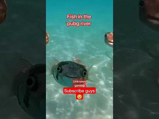 fish in the pubg river  #shorts #pubgmobile #unknowngaming