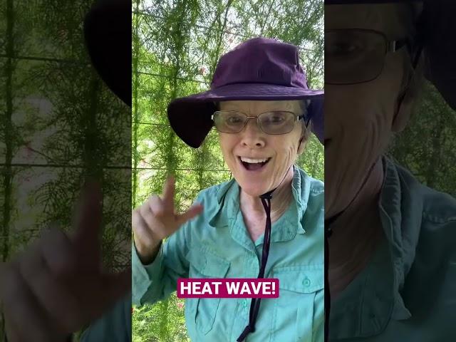 It’s a HEAT WAVE! #latebloomer #gardeningvideos #garden