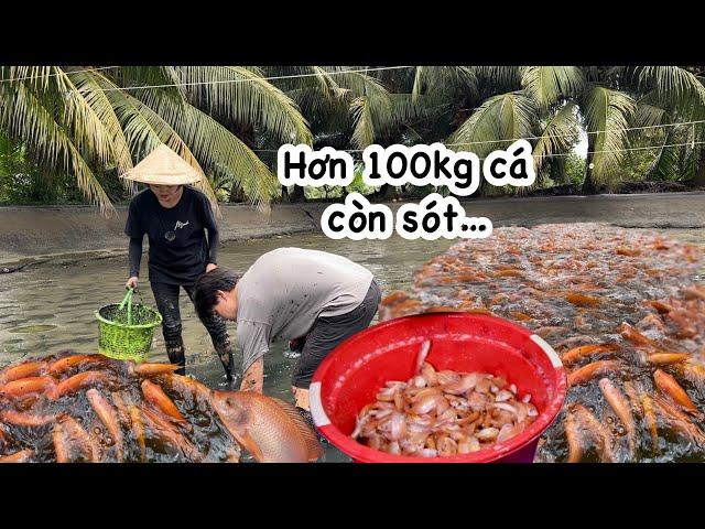 Mấy cha con bắt hôi, GIẢI CỨU HƠN 100 KÍ CÁ ĐIÊU HỒNG SẶC BÙN, anh Hoon xuống phụ bắt cá luôn…