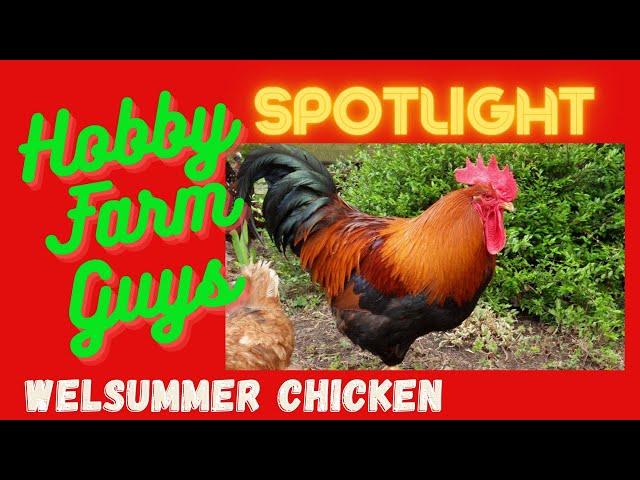 HFG Farm Animal Spotlight: Welsummer Chicken