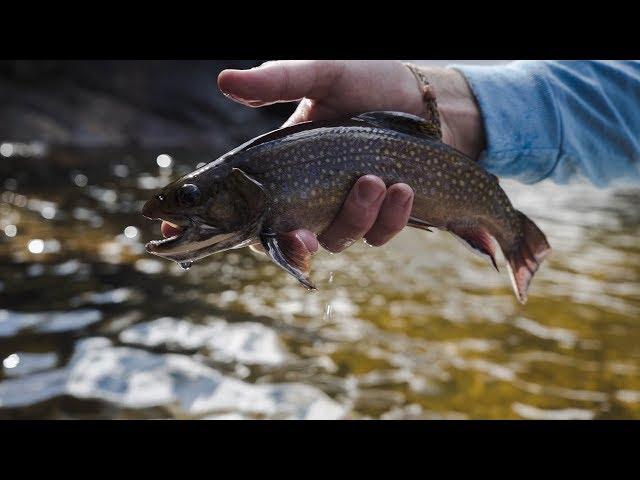 NATIVE BROOK TROUT FISHING in Bear Country