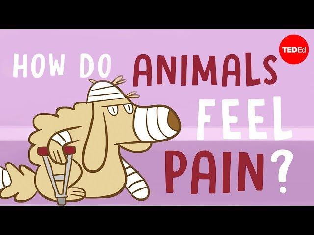 How do animals experience pain? - Robyn J. Crook