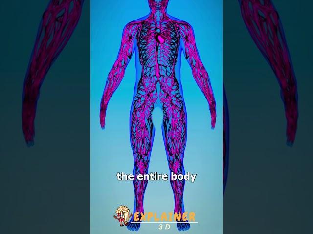 How Embalming A Body Works  #explainer3d